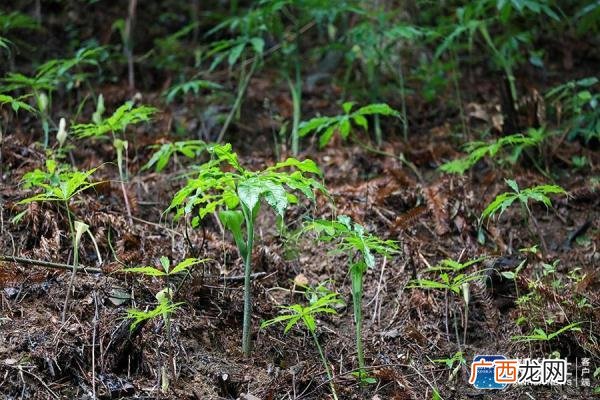 大山里面怎么致富 山上有什么可创业的