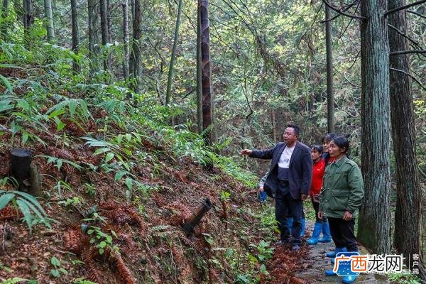大山里面怎么致富 山上有什么可创业的