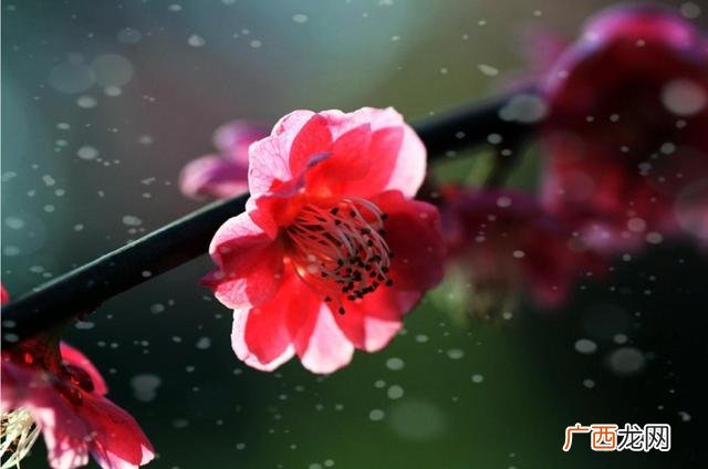 梅花傲雪图,傲雪聊情感