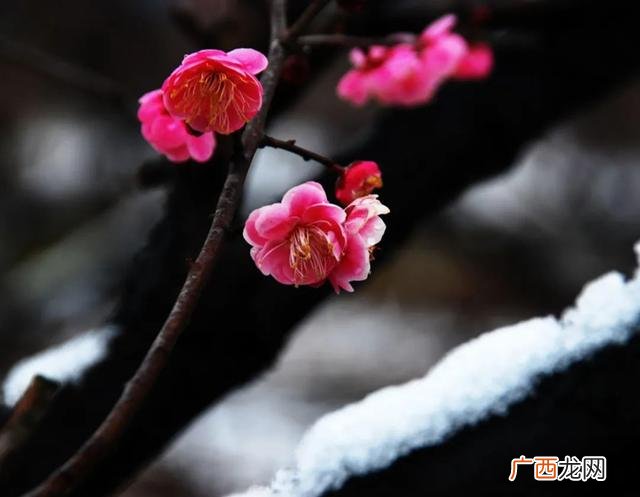 梅花傲雪图,傲雪聊情感