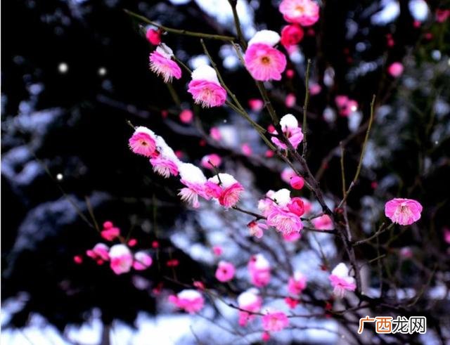 梅花傲雪图,傲雪聊情感