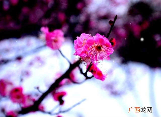 梅花傲雪图,傲雪聊情感