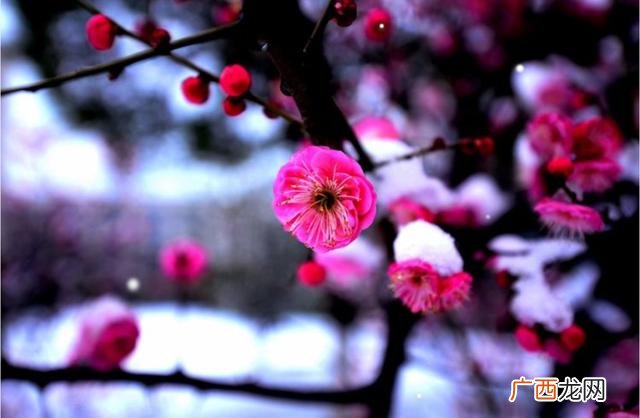 梅花傲雪图,傲雪聊情感