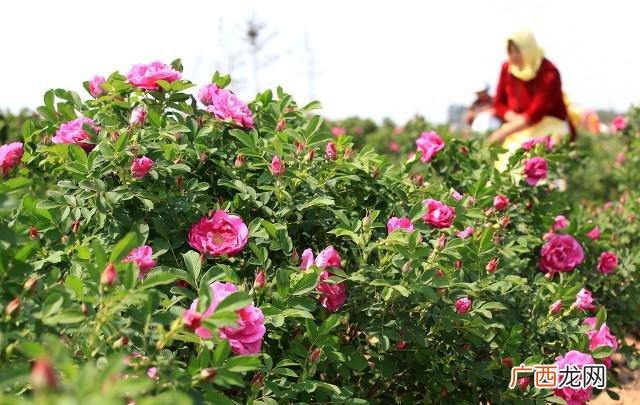 最新生意项目都有哪些 农村0元创业