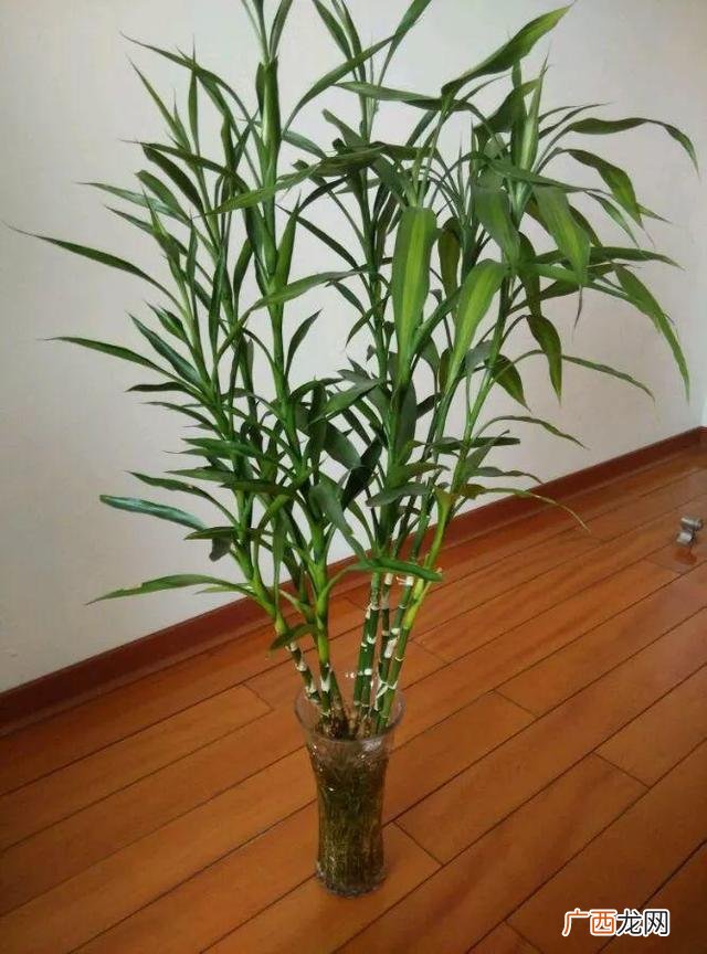 万寿菊泡水喝的功效,万寿菊的危害