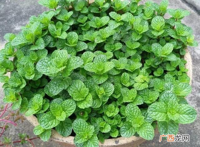 万寿菊泡水喝的功效,万寿菊的危害