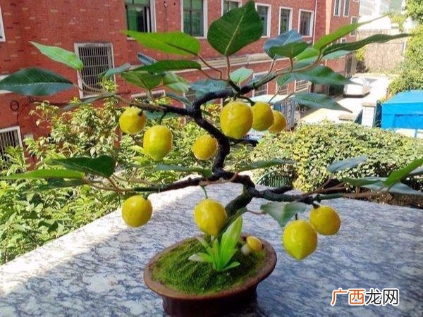 万寿菊泡水喝的功效,万寿菊的危害