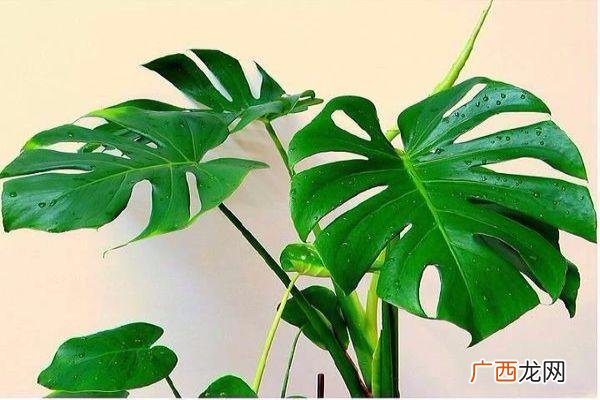 万寿菊泡水喝的功效,万寿菊的危害