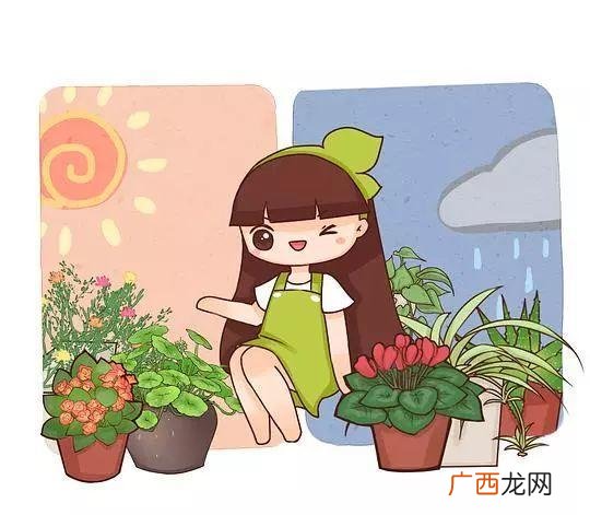 万寿菊泡水喝的功效,万寿菊的危害