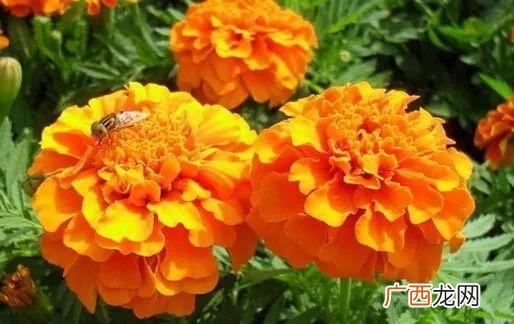 万寿菊泡水喝的功效,万寿菊的危害