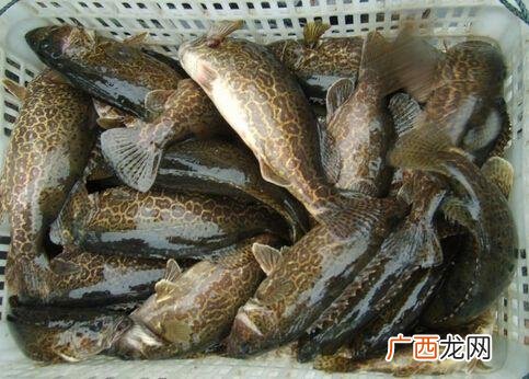 中国农村致富信息网 一万元在农村养殖创业项目