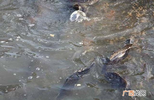 中国农村致富信息网 一万元在农村养殖创业项目