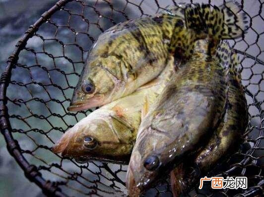 中国农村致富信息网 一万元在农村养殖创业项目