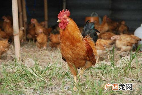 散养鸡不赚钱的原因分析,养鸡创业失败的原因