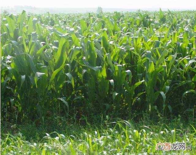 农村种植养殖创业 种植养殖创业网