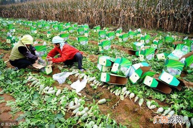农村种植养殖创业 种植养殖创业网