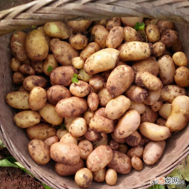 农村种植养殖创业 种植养殖创业网
