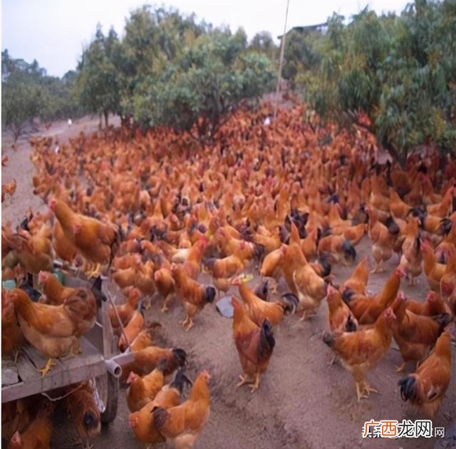 养殖业什么最稳定,青年创业项目推荐