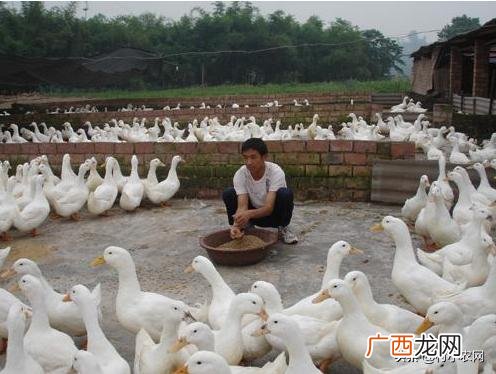 养殖业什么最稳定,青年创业项目推荐