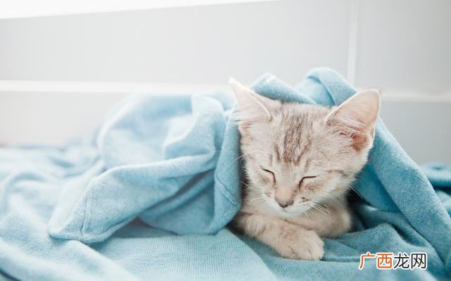 猫咖创新创业计划书 猫咖创业者个人情况