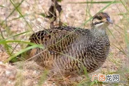 农村小富视频,农村创业小哥