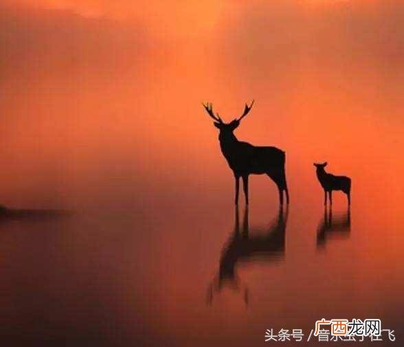 发财树怎么养,喂为什么老王养