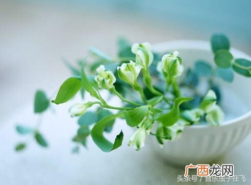 发财树怎么养,喂为什么老王养