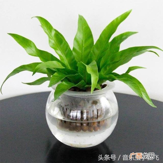 发财树怎么养,喂为什么老王养