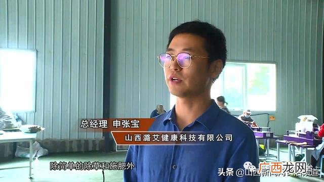 山西艾草种植基地,艾草创业案例标题