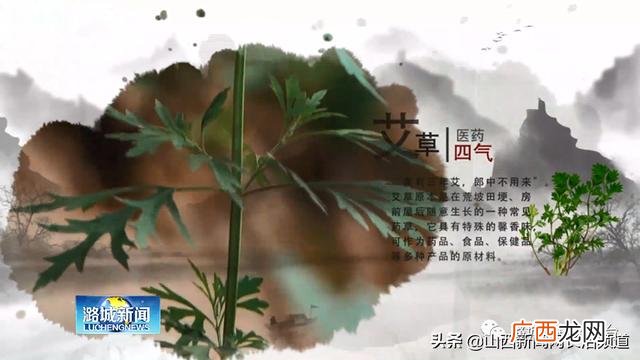 山西艾草种植基地,艾草创业案例标题