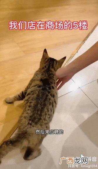 猫咖创业成功的关键,猫咖创业者个人情况