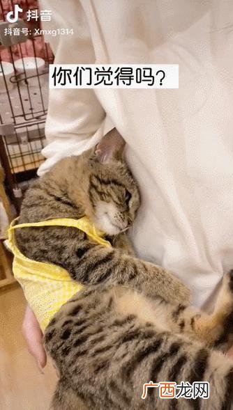 猫咖创业成功的关键,猫咖创业者个人情况
