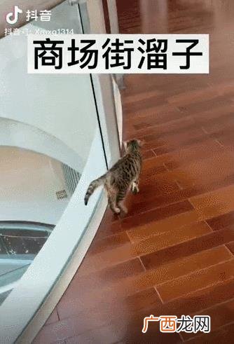 猫咖创业成功的关键,猫咖创业者个人情况