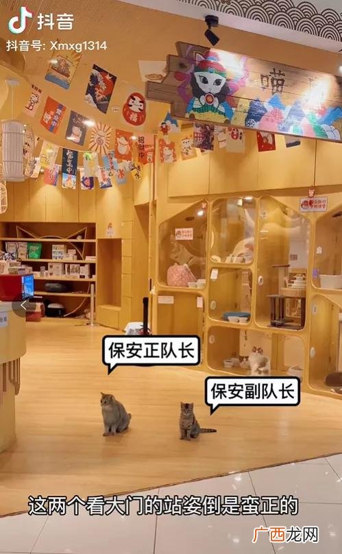 猫咖创业成功的关键,猫咖创业者个人情况
