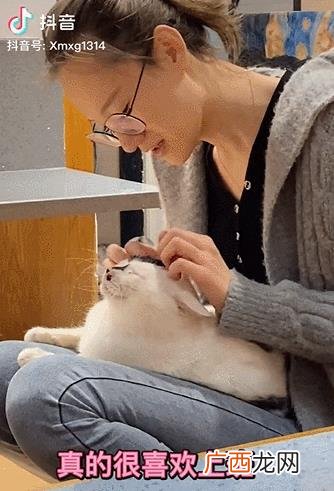 猫咖创业成功的关键,猫咖创业者个人情况