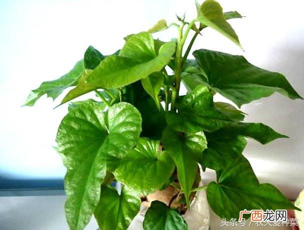 水培蔬菜哪个最快,盆栽蔬菜创业