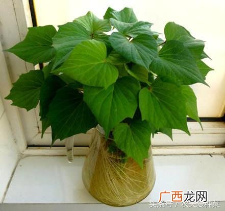 水培蔬菜哪个最快,盆栽蔬菜创业