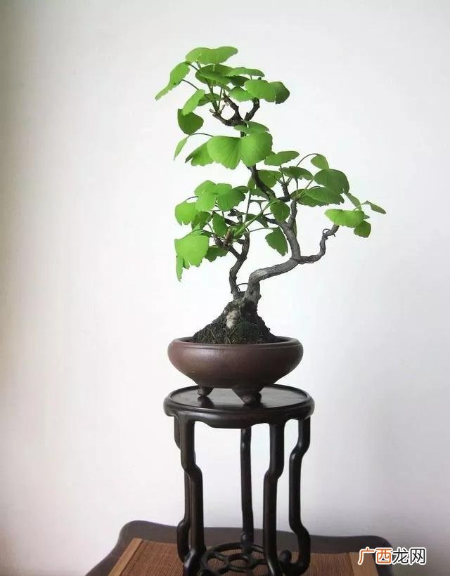 盆栽花卉种子,学盆栽花卉创业