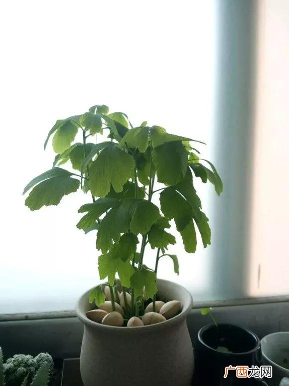 盆栽花卉种子,学盆栽花卉创业