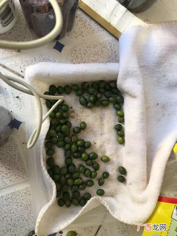 盆栽花卉种子,学盆栽花卉创业