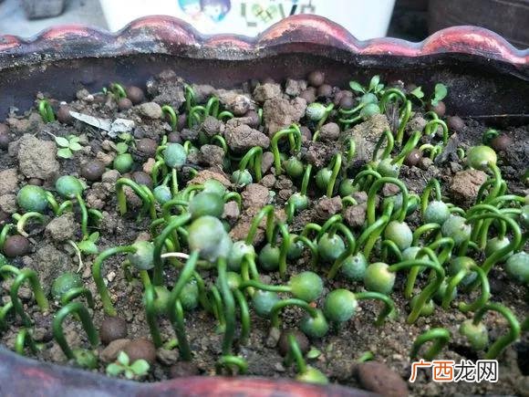 盆栽花卉种子,学盆栽花卉创业