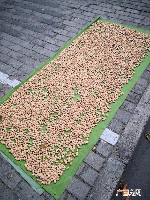 盆栽花卉种子,学盆栽花卉创业