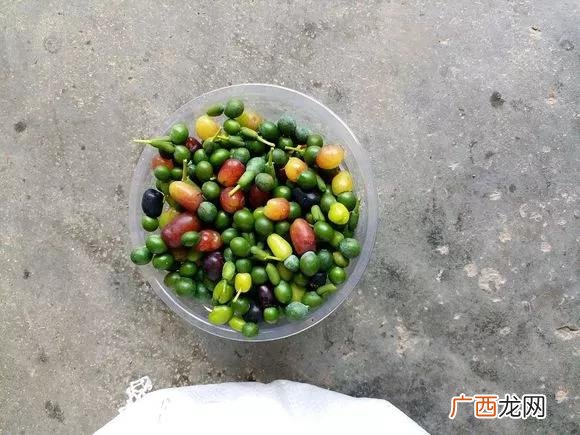 盆栽花卉种子,学盆栽花卉创业
