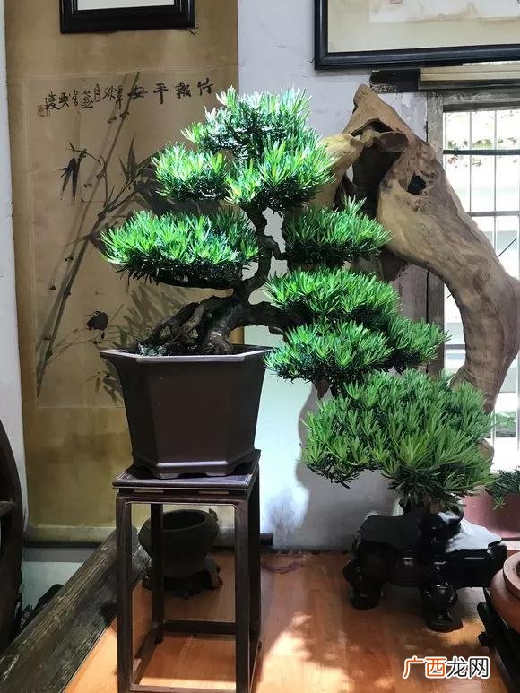 盆栽花卉种子,学盆栽花卉创业