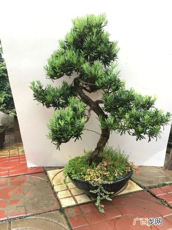 盆栽花卉种子,学盆栽花卉创业