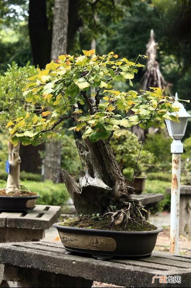 盆栽花卉种子,学盆栽花卉创业