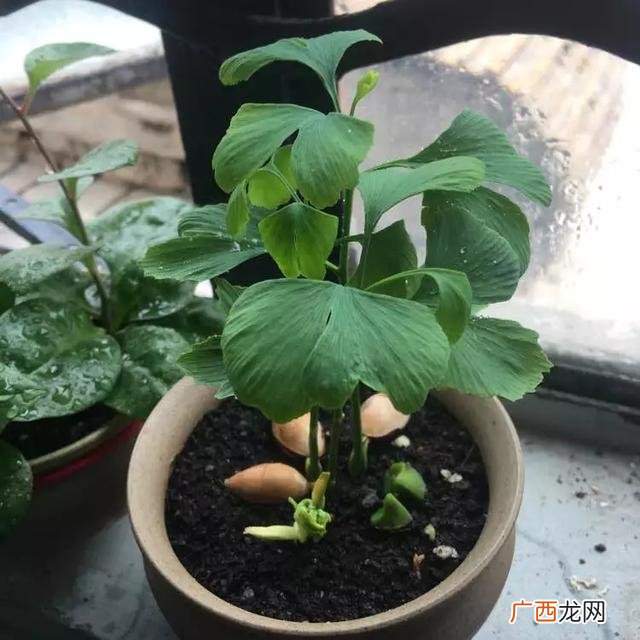 盆栽花卉种子,学盆栽花卉创业