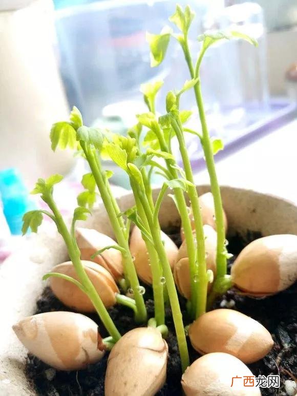 盆栽花卉种子,学盆栽花卉创业