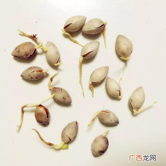 盆栽花卉种子,学盆栽花卉创业