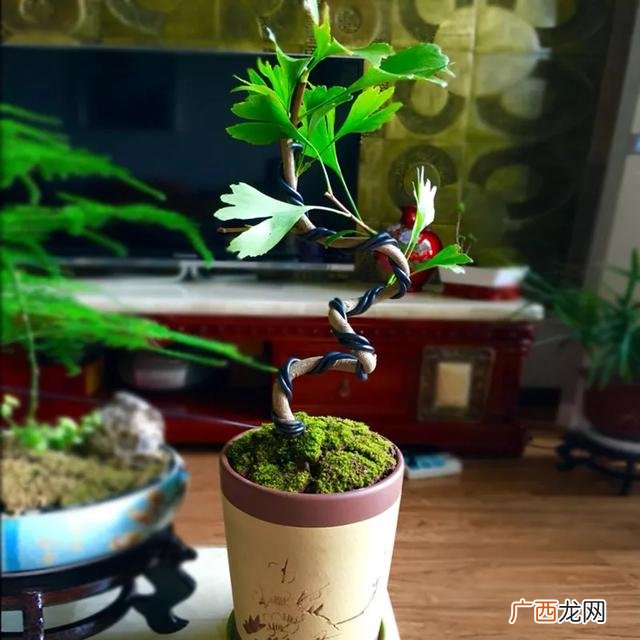 盆栽花卉种子,学盆栽花卉创业